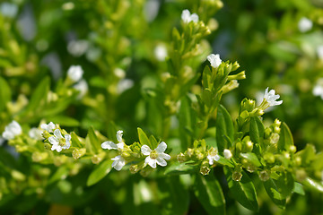 Image showing White false heather