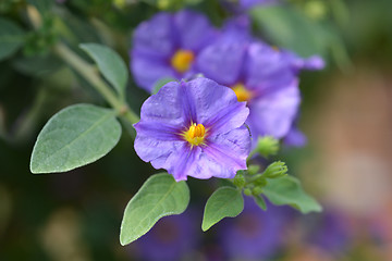 Image showing Blue potato bush Blue Fountain