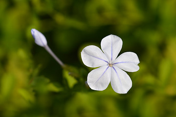 Image showing Blue plumbago