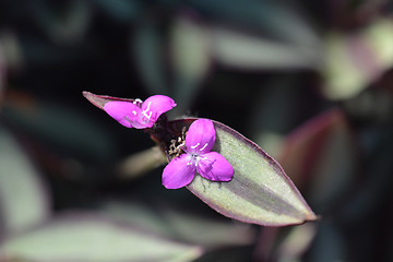 Image showing Wandering jew