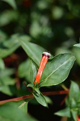 Image showing Cigar flower