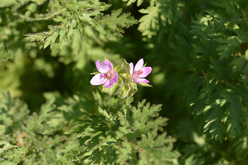 Image showing Common storksbill