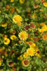 Image showing Small fleabane flowers