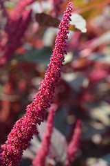 Image showing Purple Amaranth Velvet Curtains