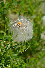 Image showing Golden Clematis