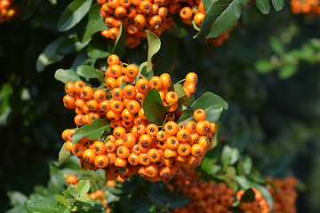 Image showing Orange Firethorn