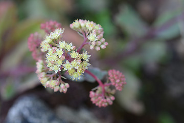 Image showing Tallest stonecrop