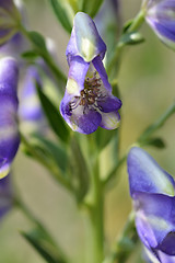 Image showing Variegated monkshood