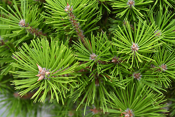 Image showing Japanese red pine