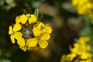 Image showing Alpine Wallflower Golden Gem