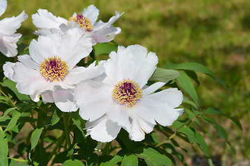 Image showing Ostis Tree Peony