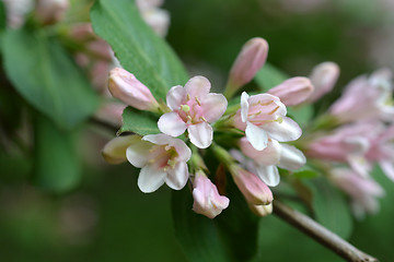 Image showing Japanese weigela