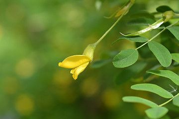 Image showing Little-leaved pea shrub