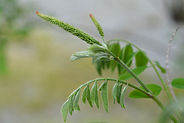 Image showing False indigo-bush