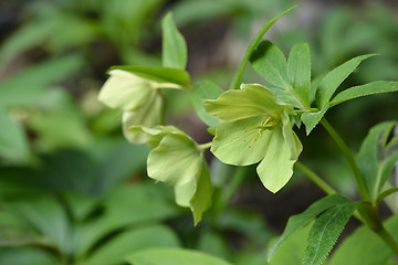 Image showing Lenten Rose