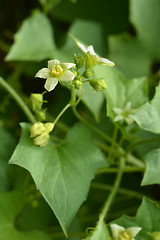 Image showing English mandrake