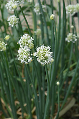 Image showing Garden onion