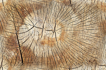 Image showing Cross section of trunk as a seamless wooden background