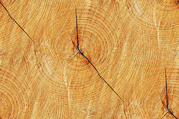 Image showing Cross section of trunk as a seamless wooden background