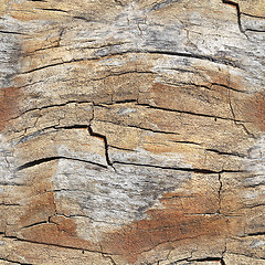 Image showing Old bark cracked of trunk as a seamless wooden background