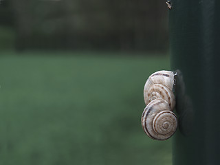 Image showing Snails