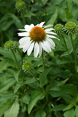 Image showing White coneflower