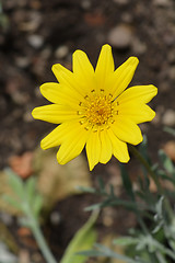 Image showing Treasure flower