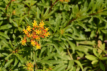 Image showing Chinese Mountain Stonecrop