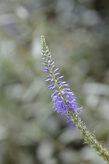 Image showing Silver speedwell