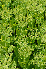 Image showing Showy stonecrop