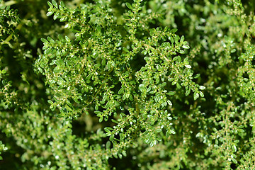 Image showing Rockweed