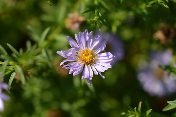 Image showing Alpine aster Dunkle Schoene