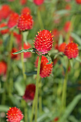 Image showing Red globe amaranth