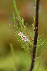 Image showing Four-stamen tamarisk