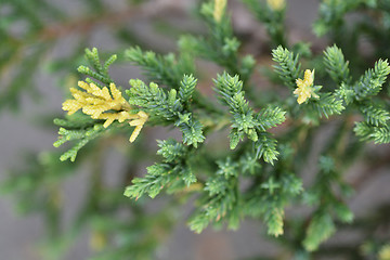 Image showing Chinese juniper