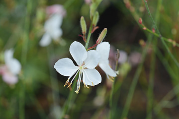 Image showing Geyser White Gaura