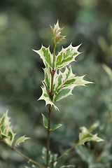 Image showing Goshiki False Holly