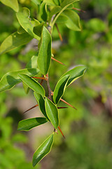 Image showing Mandarin melon berry