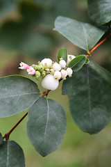 Image showing Coralberry