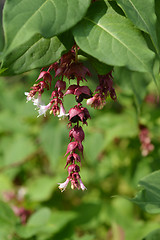 Image showing Himalayan honeysuckle