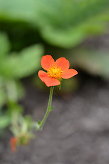 Image showing Dwarf orange avens