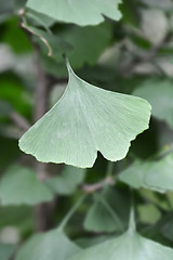 Image showing Ginkgo