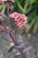 Image showing Orpine Purple Emperor