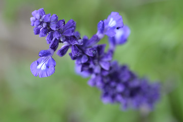 Image showing Mealy Cup Sage