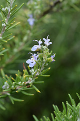 Image showing Rosemary flower