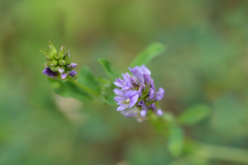 Image showing Alfalfa