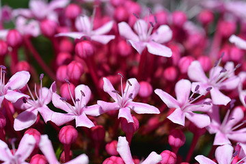 Image showing Rose glorybower