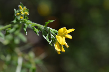 Image showing Spanish Gorse