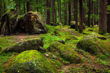 Image showing Pine forest with rocks and green moss