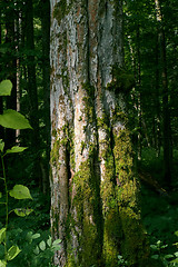 Image showing Old hornbeam tree trunk moss wrapped